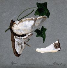A bracket fungus (Trametes suaveolens): two fruiting bodies growing on wood and a..., 1897. Creator: R Baker