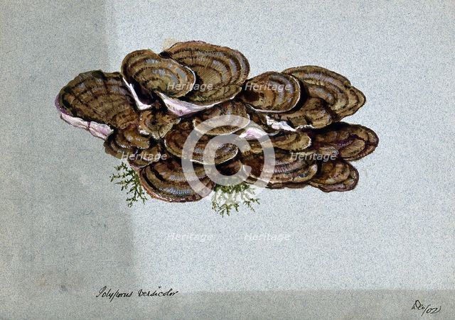 A bracket fungus (Coriolus versicolor): a large group of fruiting bodies, 1902. Creator: Unknown.