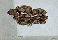 A bracket fungus (Coriolus versicolor): a large group of fruiting bodies, 1902. Creator: Unknown