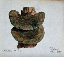 A bracket fungus (Coriolus versicolor): fruiting bodies growing on wood, 1889. Creator: Arthur Wheeler