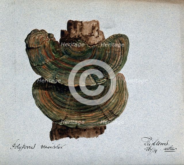A bracket fungus (Coriolus versicolor): fruiting bodies growing on wood, 1889. Creator: Arthur Wheeler.