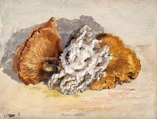 A bracket fungus (Coriolus versicolor): group of fruiting bodies. Creator: Unknown.
