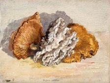 A bracket fungus (Coriolus versicolor): group of fruiting bodies. Creator: Unknown