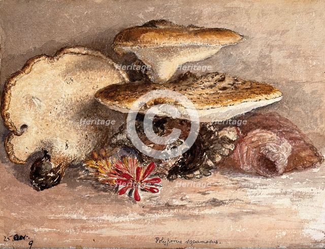 A bracket fungus (Polyporus squamosus): group of fruiting bodies. Creator: Unknown.