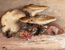 A bracket fungus (Polyporus squamosus): group of fruiting bodies. Creator: Unknown