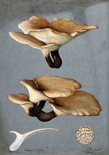 A bracket fungus (Polyporus varius): groups of fruiting bodies with one sectioned, 1900. Creator: G Harding