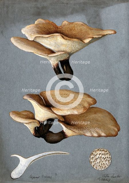 A bracket fungus (Polyporus varius): groups of fruiting bodies with one sectioned, 1900. Creator: G Harding.