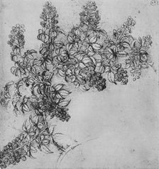 A Branch of Blackberry c1480 (1945). Artist: Leonardo da Vinci