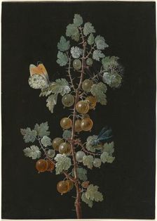 A Branch of Gooseberries with a Dragonfly, an Orange-Tip Butterfly, and a Caterpillar, 1725-1783. Creator: Barbara Regina Dietzsch