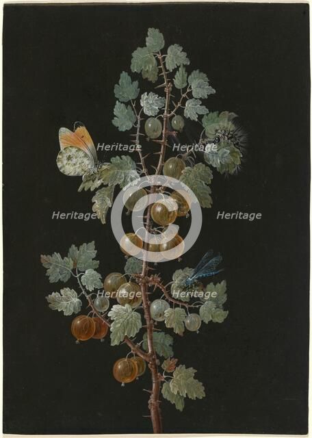A Branch of Gooseberries with a Dragonfly, an Orange-Tip Butterfly, and a Caterpillar, 1725-1783. Creator: Barbara Regina Dietzsch.