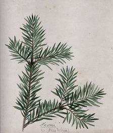 A branch of Japanese fir (Abies firma), c1900. Creator: S Kawano