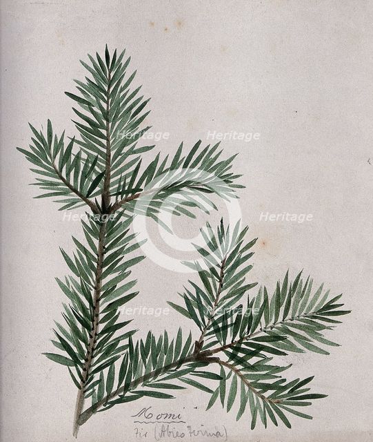 A branch of Japanese fir (Abies firma), c1900. Creator: S Kawano.