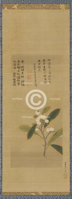 A branch of loquats, Edo period, 18th century. Creator: Kanô Eisen'in Michinobu.