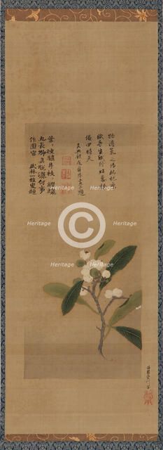 A branch of loquats, Edo period, 18th century. Creator: Kanô Eisen'in Michinobu.