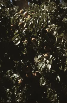A branch of peaches in an orchard, Delta County, Colo., 1940. Creator: Russell Lee
