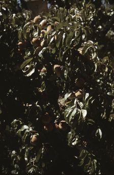 A branch of peaches in an orchard, Delta County, Colo., 1940. Creator: Russell Lee