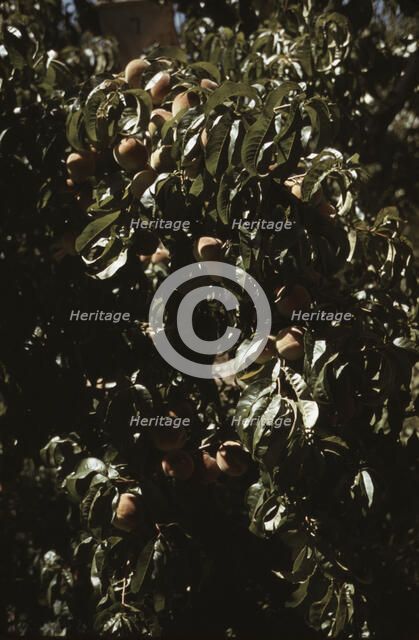 A branch of peaches in an orchard, Delta County, Colo., 1940. Creator: Russell Lee.