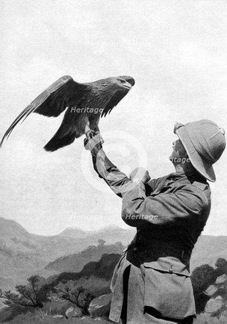 A British officer with a tamed golden eagle, Salonika, Greece, First World War, 1914-1918, (c1920). Artist: Unknown