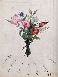 A bunch of flowers, the initial letters of which are shown to spell "Dorotea", c1890s.. Creator: Unknown