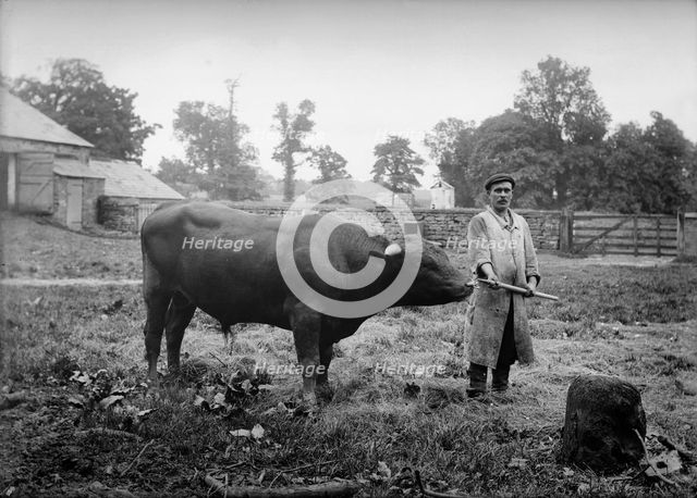 A bull near Charwelton Manor House, Charwelton, Northamptonshire, c1896-c1920. Artist: Alfred Newton & Sons