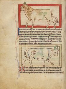 A Bull; An Ox; Northumberland Bestiary, about 1250-1260. Creator: Unknown