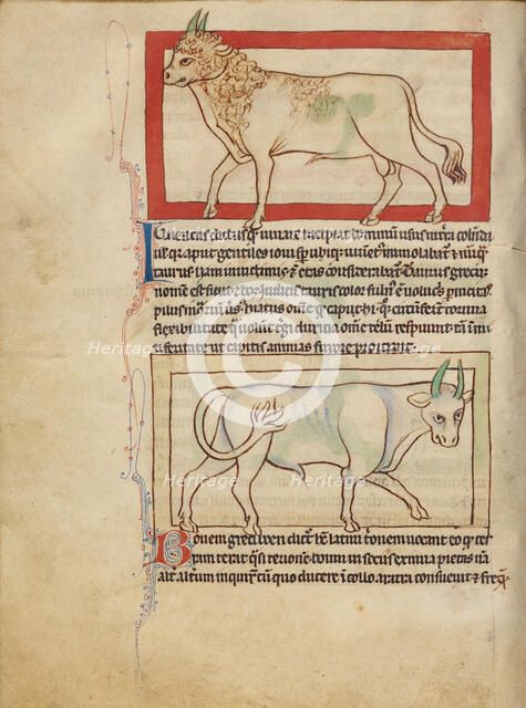 A Bull; An Ox; Northumberland Bestiary, about 1250-1260. Creator: Unknown.