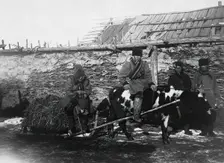 A bull drawn in a cart, 1890. Creator: Unknown