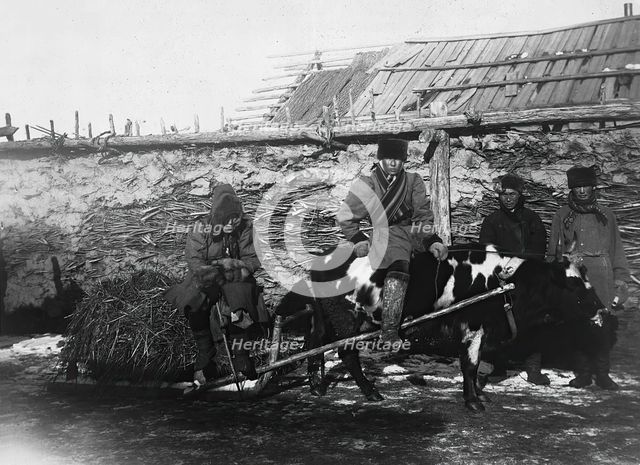 A bull drawn in a cart, 1890. Creator: Unknown.