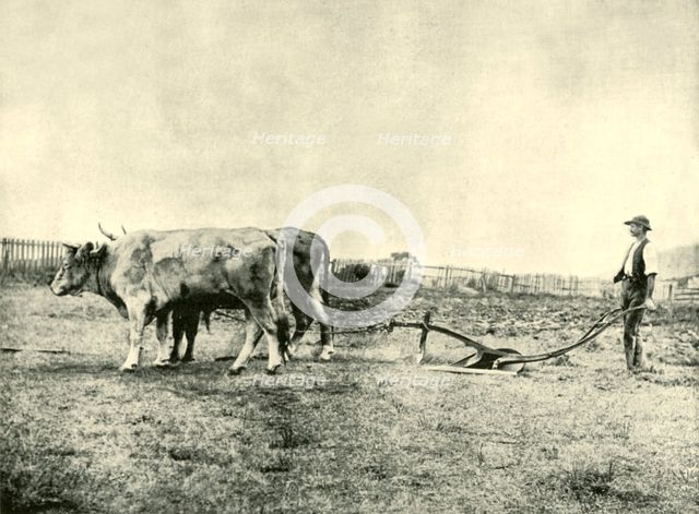 'A Bullock Plough Team', 1901. Creator: Unknown.