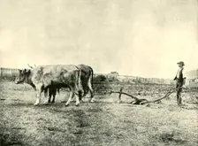 A Bullock Plough Team 1901. Creator: Unknown