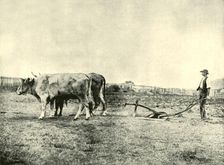 A Bullock Plough Team 1901. Creator: Unknown