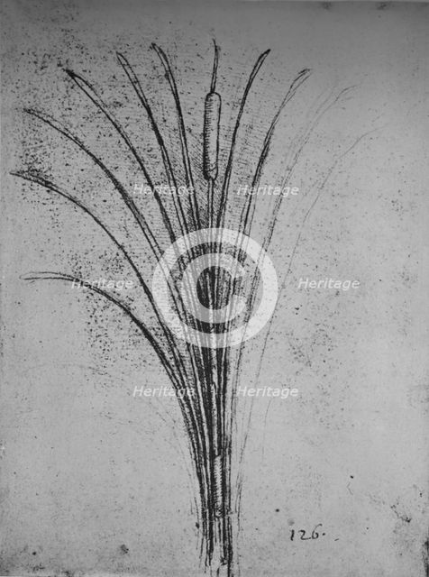 'A Bulrush', c1480 (1945). Artist: Leonardo da Vinci.