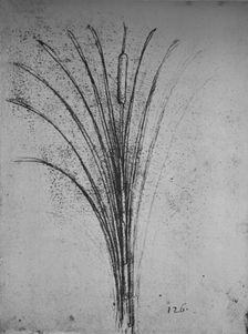 A Bulrush c1480 (1945). Artist: Leonardo da Vinci