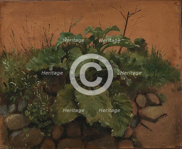A Burdock and Other Plants on a Stone Wall, 1847. Creator: Johan Thomas Lundbye.
