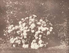 A Bush of Hydrangea in Flower, ca. 1842. Creator: William Henry Fox Talbot