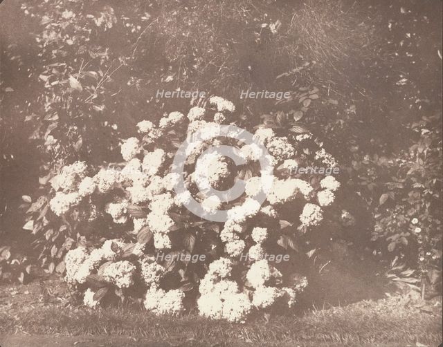 A Bush of Hydrangea in Flower, ca. 1842. Creator: William Henry Fox Talbot.