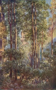 A Bush Valley in New South Wales 1923. Creator: Unknown