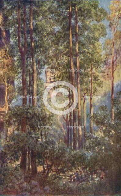 'A Bush Valley in New South Wales', 1923. Creator: Unknown.