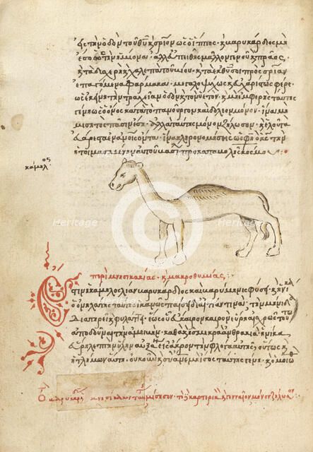 A Camel, 1510-1520. Creator: Unknown.