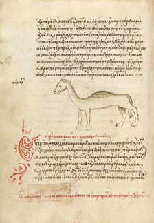 A Camel, 1510-1520. Creator: Unknown