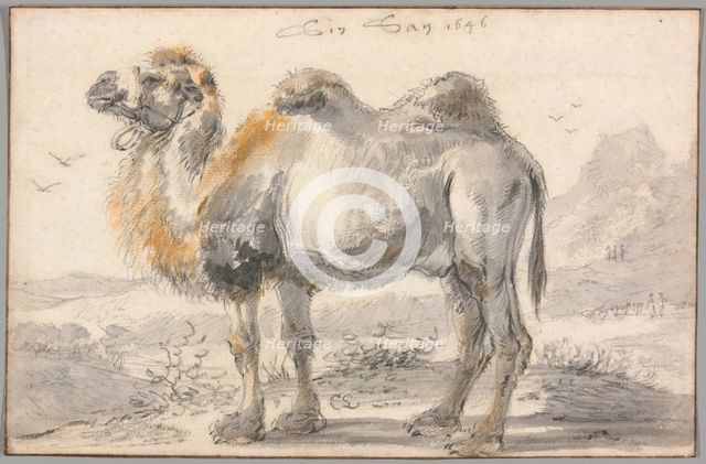 A Camel, 1646. Creator: Cornelis Saftleven.