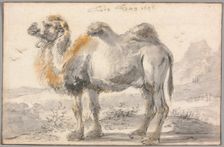 A Camel, 1646. Creator: Cornelis Saftleven