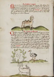 A Camel with a Fly on its Back: Insects in a Vineyard and a Stork..., third quarter of 15th century. Creator: Unknown