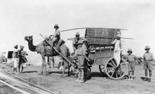 A camel cart, India, 1916-1917