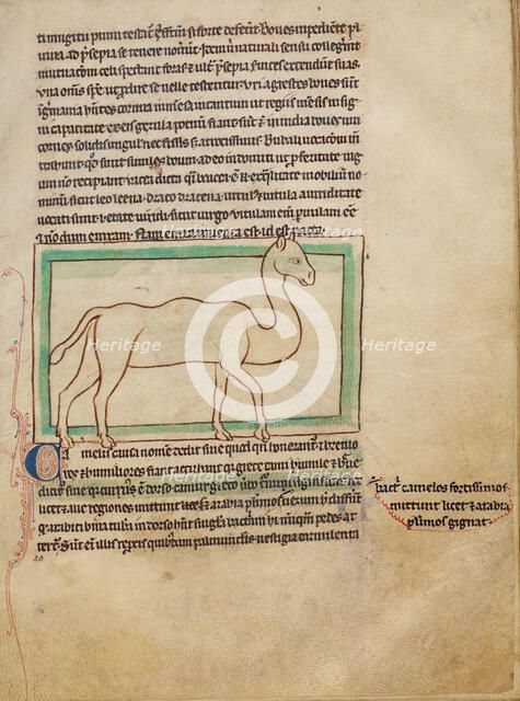 A Camel; Northumberland Bestiary, about 1250-1260. Creator: Unknown.