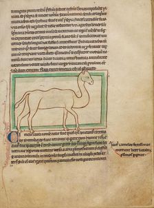 A Camel; Northumberland Bestiary, about 1250-1260. Creator: Unknown