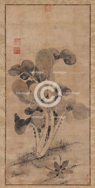 A Cabbage Plant, Late Yuan or early Ming dynasty, 14th-15th century. Creator: Unknown.