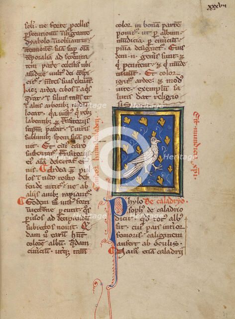 A Caladrius Bird; Bestiary, about 1270. Creator: Unknown.