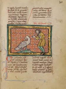 A Caladrius Bird; Bestiary, about 1270. Creator: Unknown