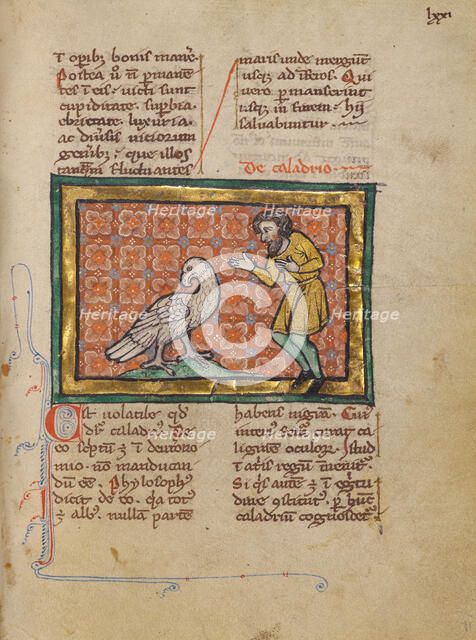 A Caladrius Bird; Bestiary, about 1270. Creator: Unknown.
